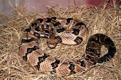 Timber Rattlesnake Reptiles Of Alabama Inaturalist