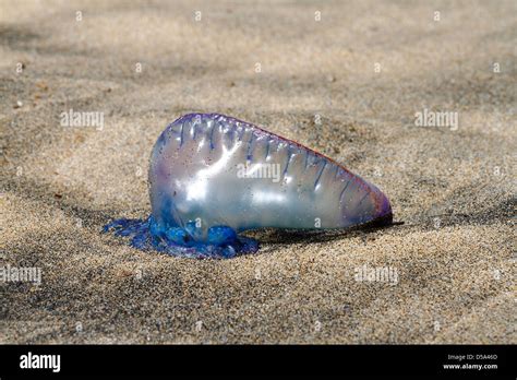Portuguese Man O War Physalia Physalis Or Blue Bottle On The Beach