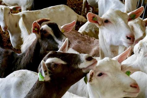 Common Goat Diseases Symptoms And Treatment Check How This Guide Helps Goat Farmers