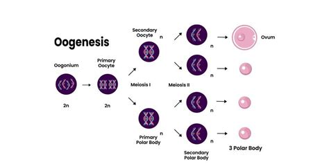 Oogenesis Definition Process And Stages