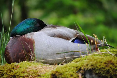 Free Download Hd Wallpaper Duck Sleep Burd Animal Fauna Animal