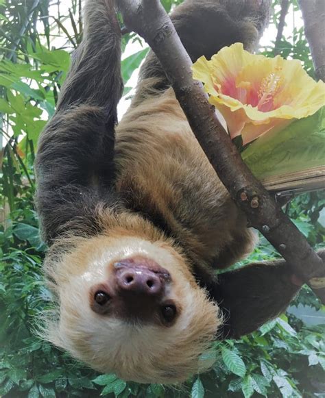 Chloe The Sloth Takes Over Morning News Interview Como Zoo Conservatory