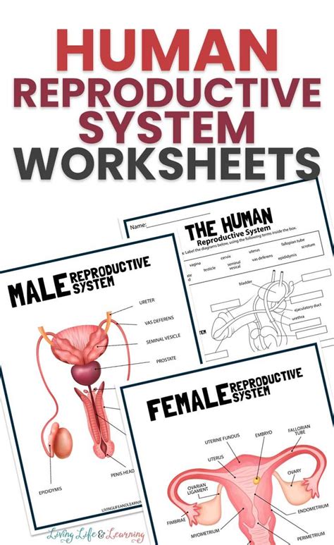 The Human Reproductional System Worksheets