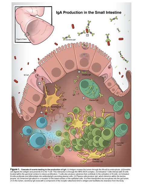 14 Best 17 Immunology Mucosal Associated Lymphoid Tissue Malt Images
