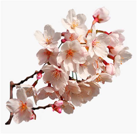 Transparent Sakura Flower Clipart Cherry Blossom Sakura Png Png Download Transparent Png