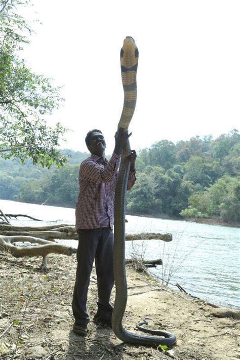 Largest King Cobra Ever