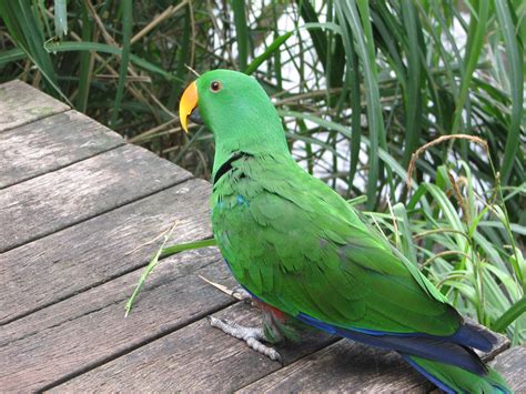 Eclectus Parrot Male Adelaide Zoo Trevors Birding