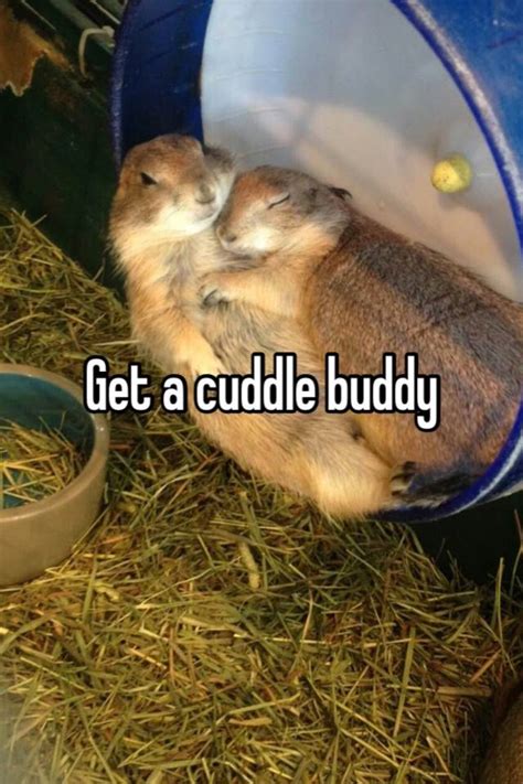 Get A Cuddle Buddy