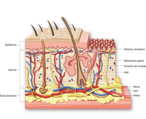 Skin Structure Including The Three Layers Of The Skin And The