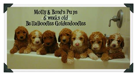 Best dog food for goldendoodles july 2021. BellaDoodles Goldendoodles | Goldendoodle, Goldendoodle ...