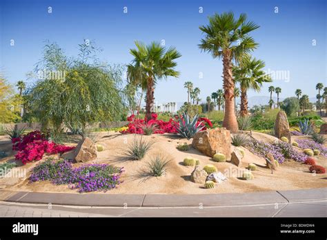 Desert Landscaping High Resolution Stock Photography And Images Alamy