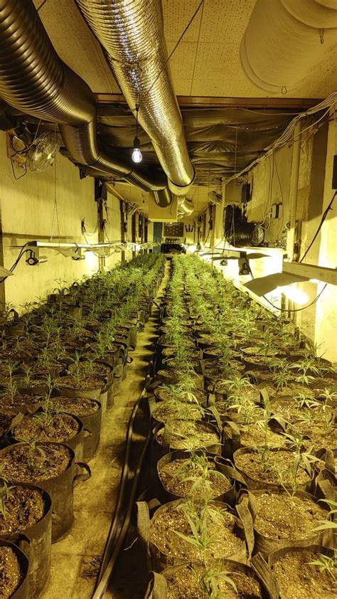 Riesige Cannabis Plantage In Ehemaligem Hotel In Mettmann Entdeckt