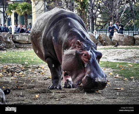 Hippopotamus Predator Hi Res Stock Photography And Images Alamy