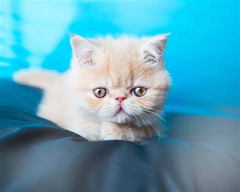 Exotic Shorthair Breed Profile Characteristics And Care