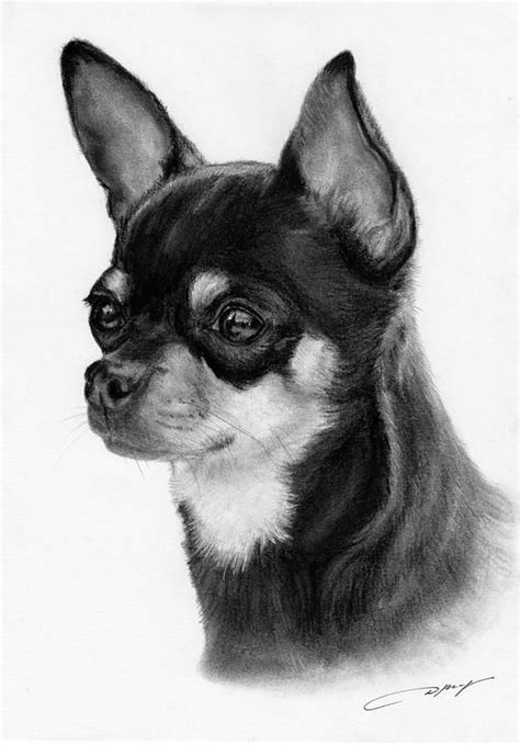 Dibujos Cara De Perro Chihuahua Dibujo Perro Chihuahua Perrito