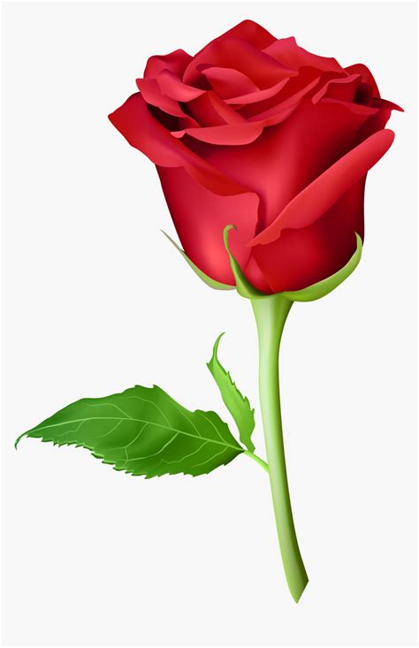 Transparent Long Stem Rose Clipart Picsart Rose Png Hd Png Download