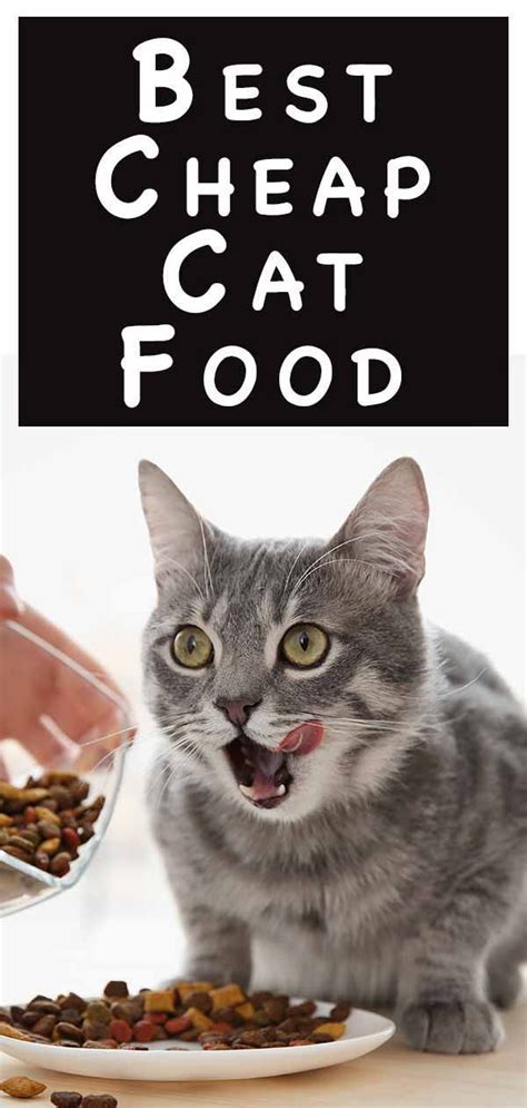 Hills brand cat food (self.catfood). A Complete Guide To The Best Cheap Cat Food - Wet and Dry ...