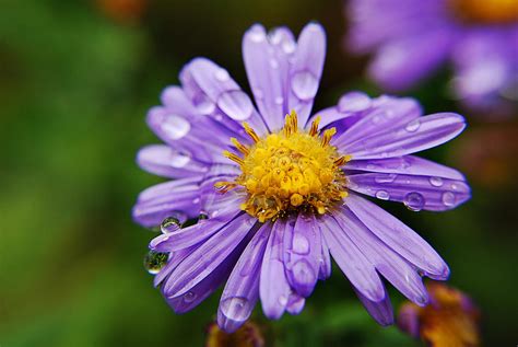 Purple Flower Morning Dew Photograph By Joseph Halasz