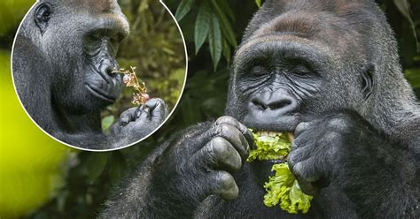 Gorillas Salad Days As He Is Pictured Blissfully Eating A Dinner Of