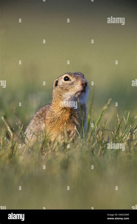 Suslik European Ground Squirrel Ziesel Stock Photo Alamy
