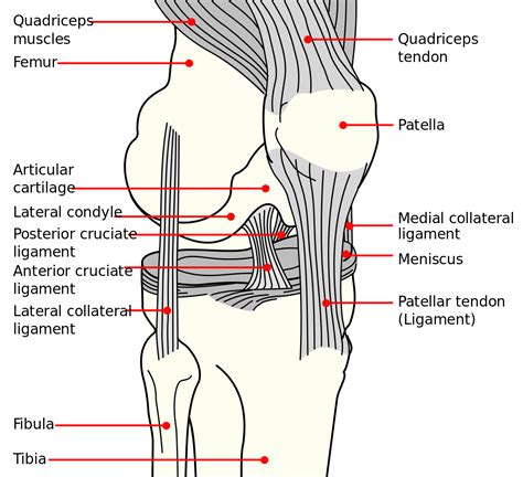 Guest Blog An Introduction To Knee Pain Open Health Clinic