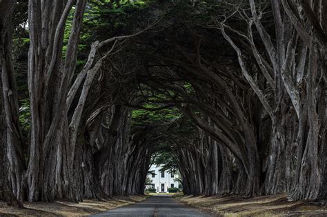 These national forest and grassland camping pictures illustrate a wide variety of not only campgrounds available in national forests and grasslands, but also great scenery in and around the camping locations. Cypress Tree Tunnel Point Reyes | Etsy in 2020 | Tree ...