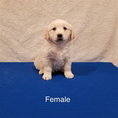 See what to expect when you choose this majestic breed. Golden Retriever Puppies for Sale in Austin, Kentucky
