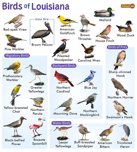 List Of Common Birds Found In Louisiana Facts With Pictures