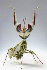Images of Flower Mantis For Sale