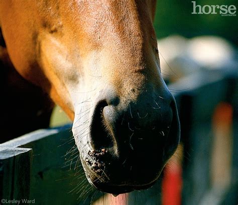 Ask The Expert Horses And Warts Horses Warts Horse Health