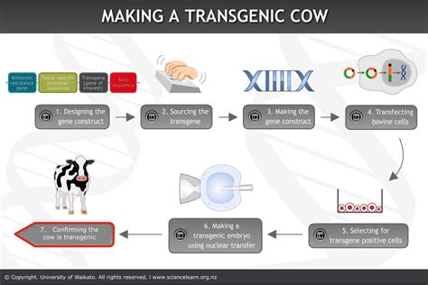 An organism that contains one or more artificially inserted genes, typically from another species. Making a transgenic cow — Science Learning Hub