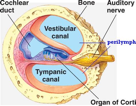 Cochlea