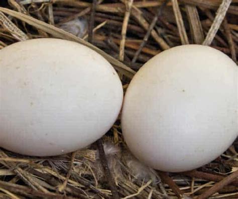 Which Wild Bird Lays Pure White Eggs Unique Rare Bird