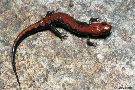 Carolina Mountain Dusky Salamander Desmognathus Carolinensis