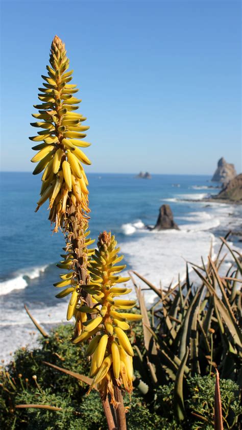 fotos gratis mar costa cactus flor acantilado botánica amarillo flora flores áloe