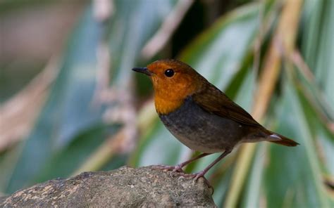 European Robin Wallpapers Wallpaper Cave