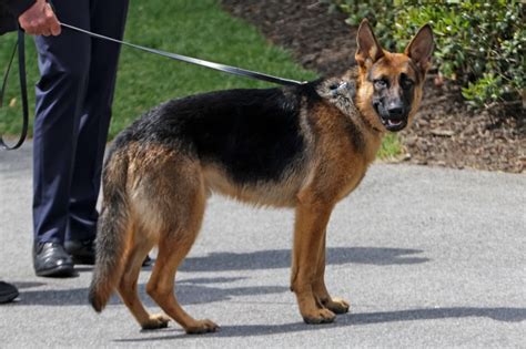 Bidens Dog Commander Involved In Biting Incidents According To Records