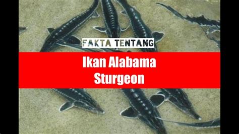 Fakta Tentang Ikan Alabama Sturgeon Youtube