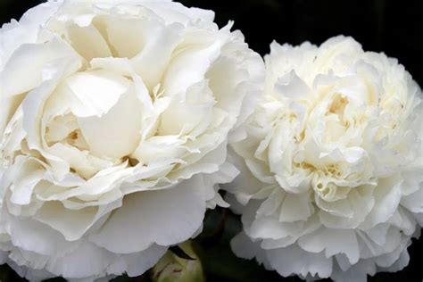 Widows Endorphins The Divine Peonies Of Thomas Darnell Thomas