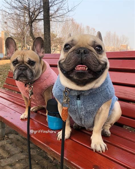 Griffin’s Haru - Home