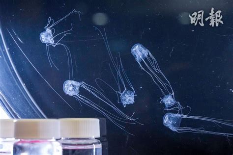 24個の眼を持つ新種のクラゲ発見！ 香港八五郎のブログ