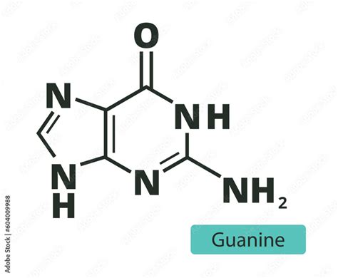 Guanine Molecular Skeletal Chemical Formula On White Background Stock Vector Adobe Stock