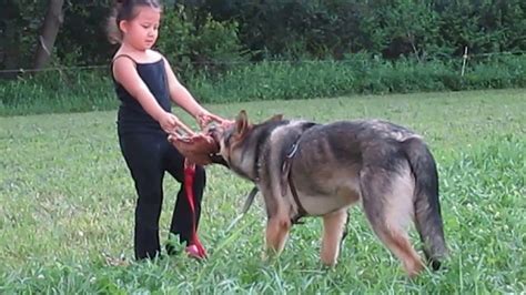 5 Years Old Girl Training Her German Shepherd To Bite To Protect Her Youtube