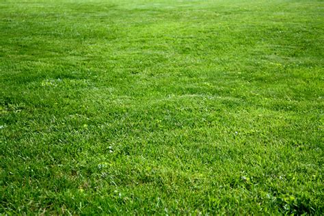 20 Different Ways To Keep Your Lawn Naturally Green Hgtv Canada