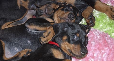 Puppy socialization is an unstructured opportunity for your puppy to play with other puppies. Doberman Pinscher Puppies for sale near you
