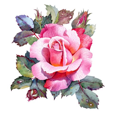 Illustration Artistiques Rose Watercolor Painting Europosters