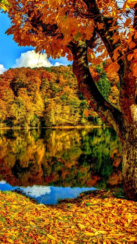 Autumn Wallpaper Hupages Download Iphone Wallpapers Tree