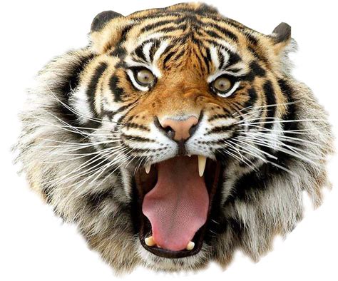 Tiger Png Transparent Images Tiger Face Angry Tiger Animal Free