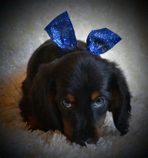 Cute friendly puppies that can be taken everywhere. Miniature Dachshund Puppies For Sale | Maple Lake, MN #186126
