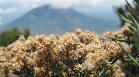 Bunga abadi sebenarnya selama ini identik dengan satu nama yang mungkin asing bagi sebagian orang, yakni anaphalis javanica. Festival Land of Edelweiss Bromo Siap Digelar November ...